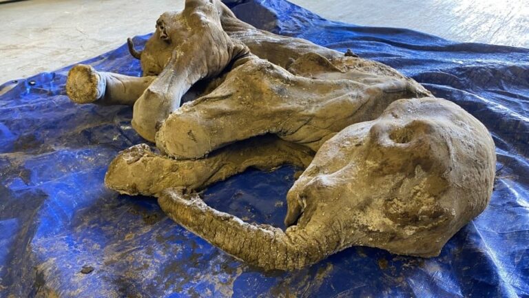 Yana: The Remarkable Discovery of a 50,000-Year-Old Baby Mammoth