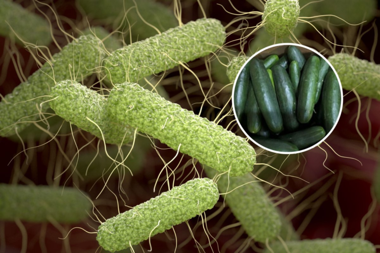 Cucumber Recall: Salmonella Risk in 19 States