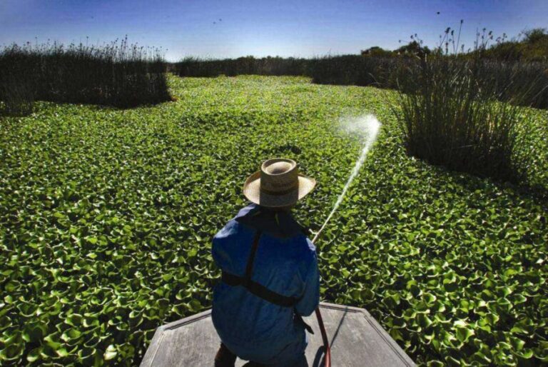 Tackling the Water Hyacinth Crisis at Lake Naivasha: A Bioplastic Innovation Offers Hope