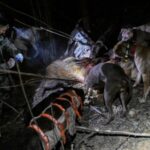 Bounty Hunting Wild Boars in China: Once-Protected Species Now a Growing Public Menace