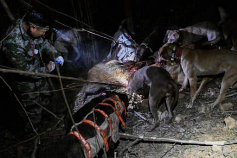 Bounty Hunting Wild Boars in China: Once-Protected Species Now a Growing Public Menace